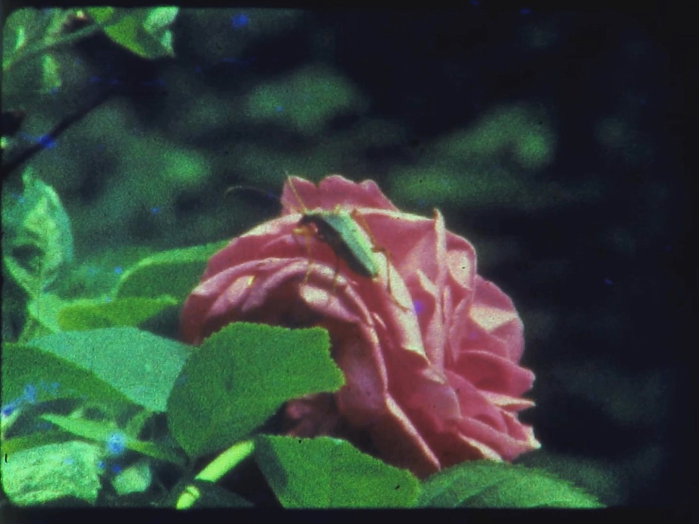 Screening of films by Orest Bachmaha and talk with the author